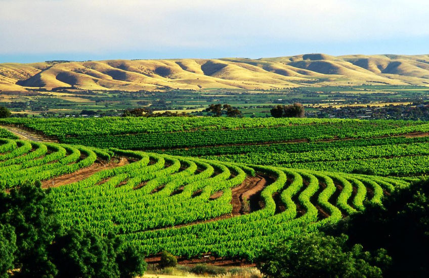McLaren Vale