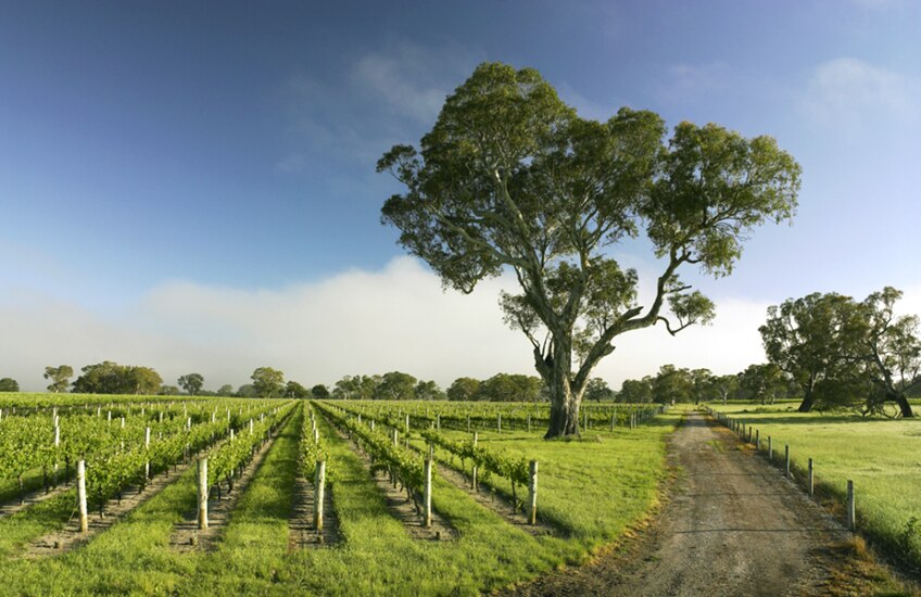 Coonawarra