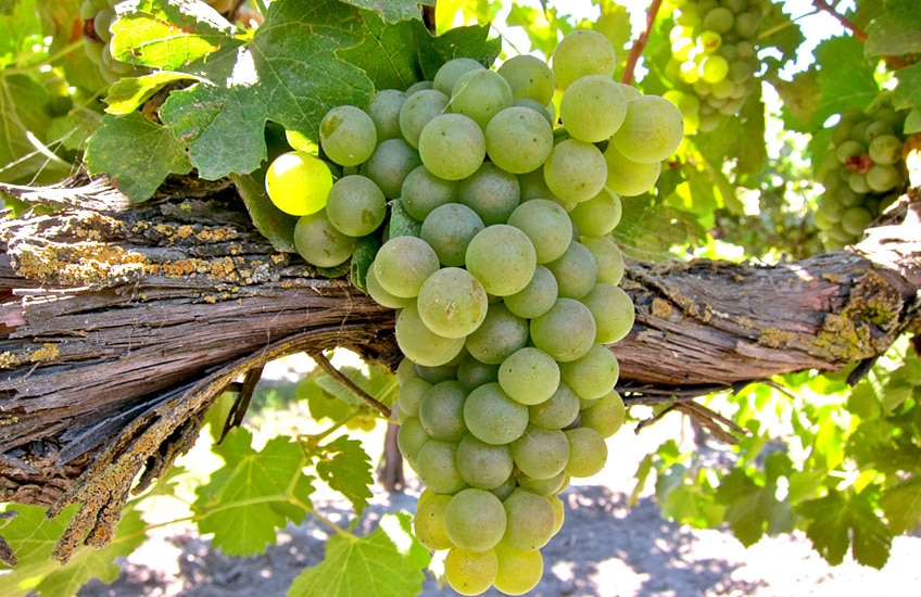 Rhone